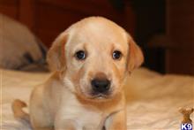 labrador retriever puppy posted by Patrick Allen